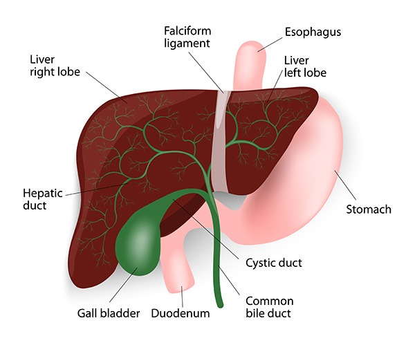 Gallbladder Surgery in Oakland County, MI | SEM Surgical